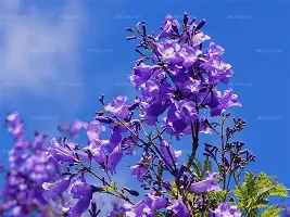 独家：莱万多夫斯基马德里竞技的简单介绍|FB体育平台